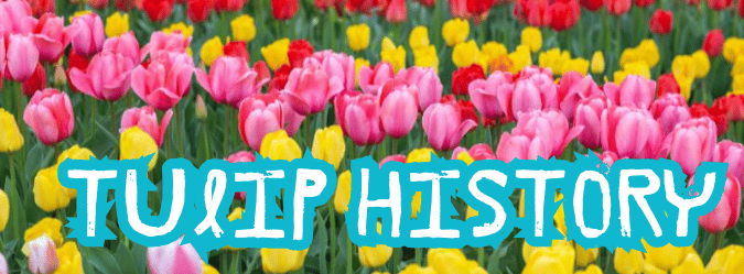 tulip history