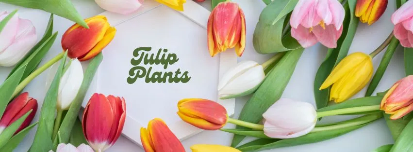 tulip-plant