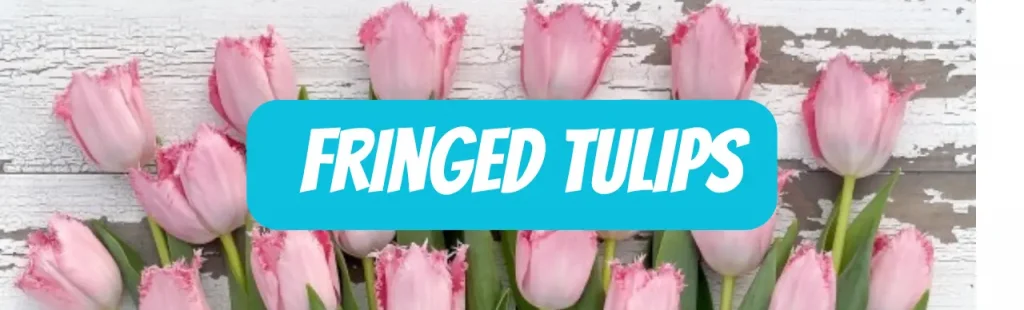 Fringed Tulips