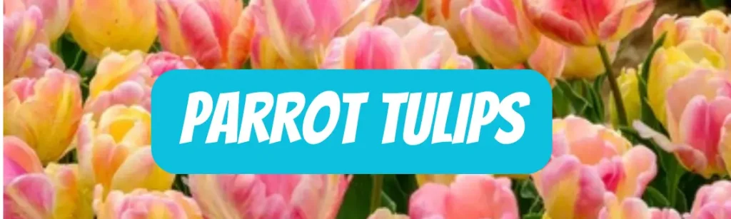 Parrot Tulips