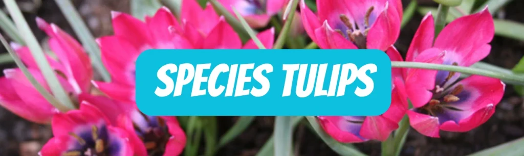 Species Tulips