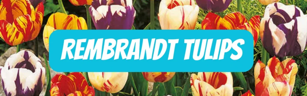 Rembrandt Tulips