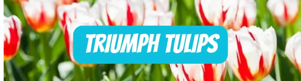 Triumph Tulips