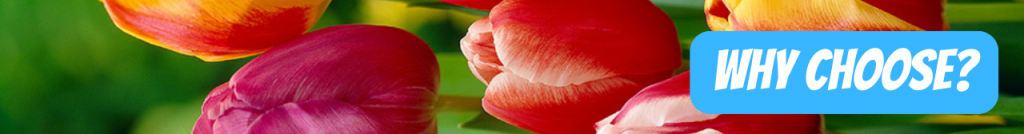 Why Choose Darwin Hybrid Tulips