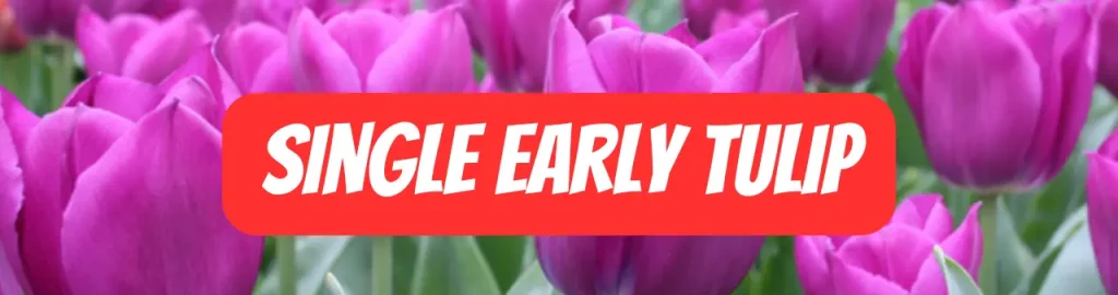 single early tulip