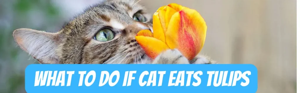 what to do if cat eats tulips