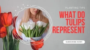 what do tulips represent