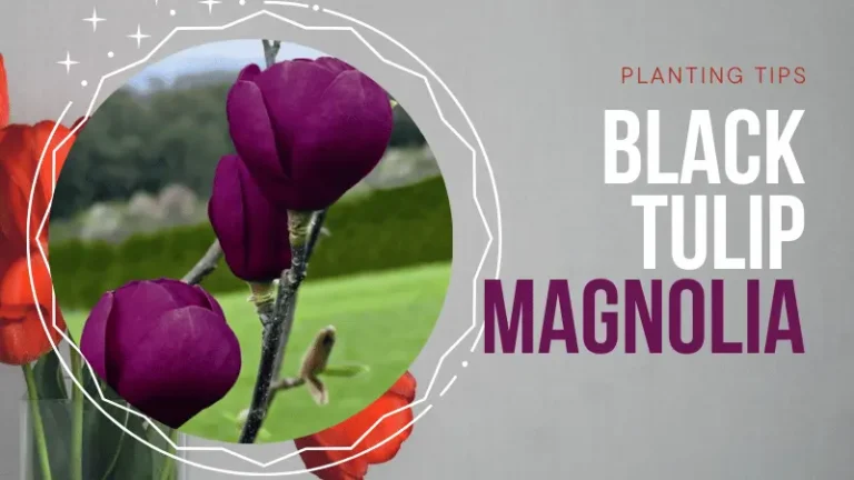 Black Tulip Magnolia