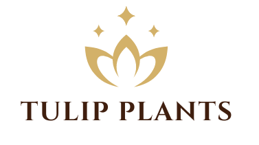 Tulip Plants