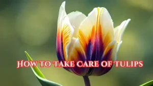 How to Take Care of Tulips