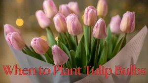 When to Plant Tulip Bulbs