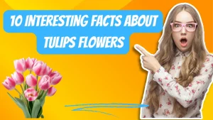 10 interesting facts about tulips Flowers