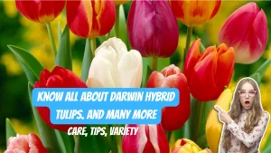 Darwin Hybrid Tulips