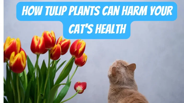 How Tulip Plants Can Harm Your Cat's Health