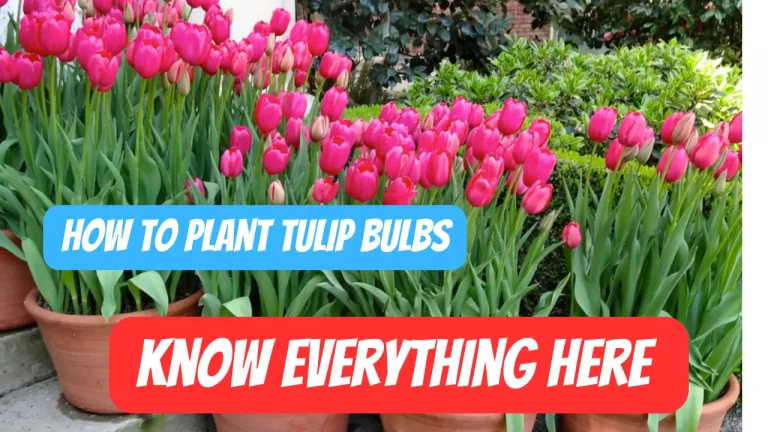 How to Plant Tulip Bulbs