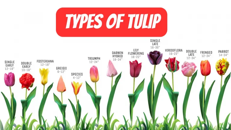 types of tulips