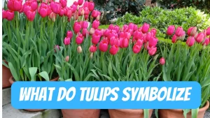 what do tulips symbolize