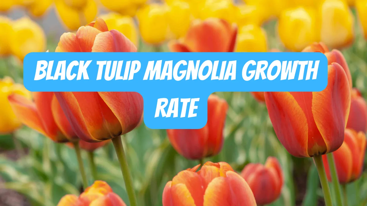 Black Tulip Magnolia Growth Rate