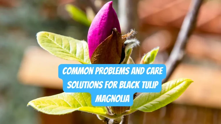 Black Tulip Magnolia Problems