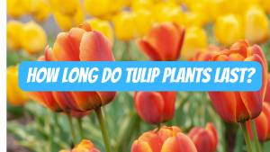 How Long Do Tulip Plants Last