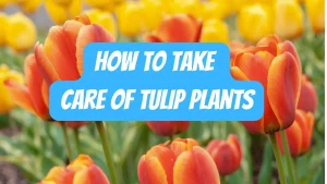 How to Take Care of Tulip Plants