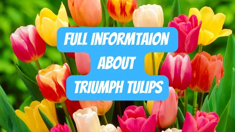 Triumph tulips