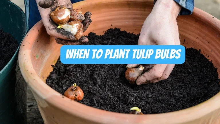 When To Plant Tulip Bulbs