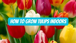 how to grow tulips indoors