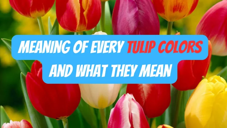 tulip flower meaning Of Each Color