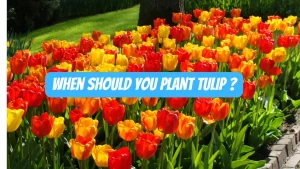 when should you plant tulip